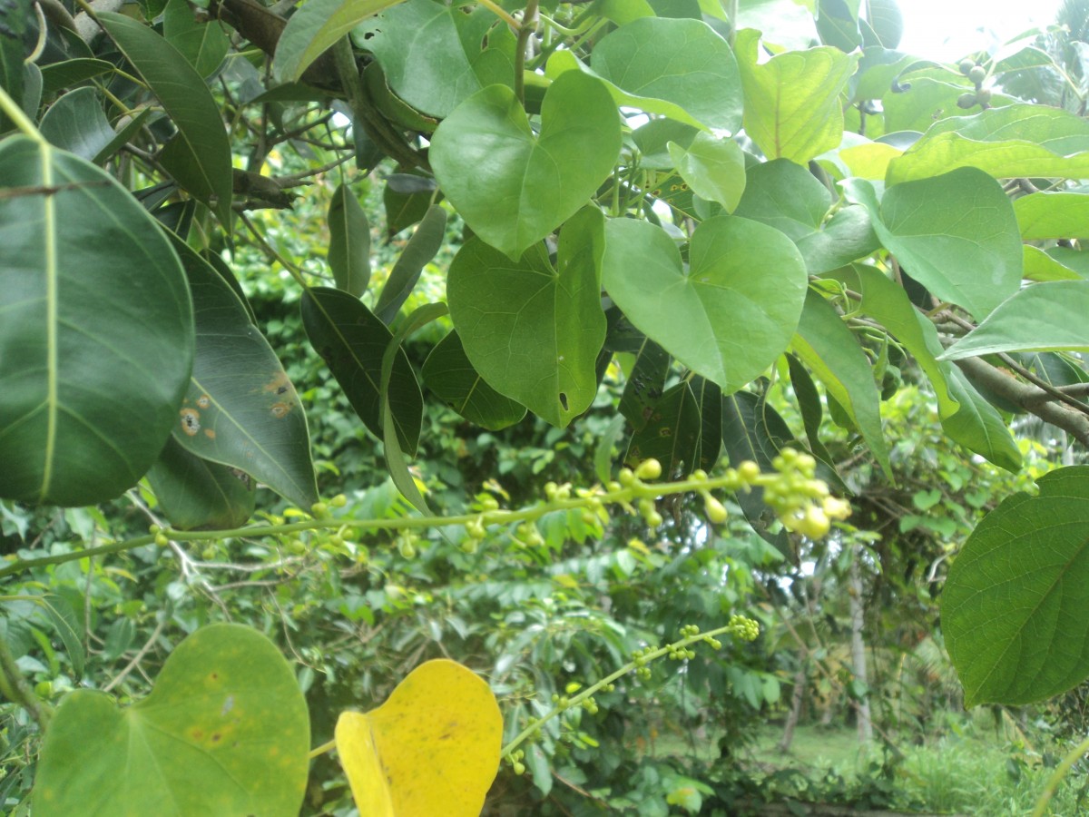 Tinospora cordifolia (Willd.) Hook.f. & Thomson